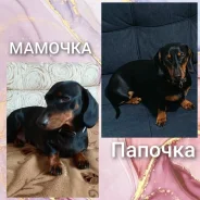 �����. ����