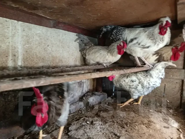 ����. ����
