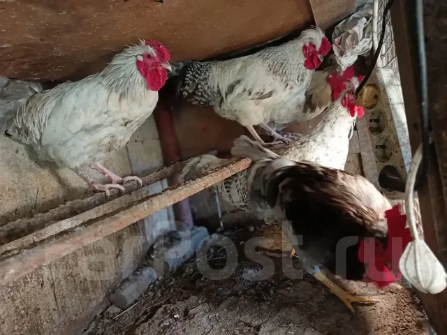 ����. ����