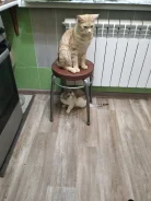 ���������� �������. ����