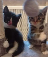 ����������� �����. ����