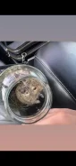 ����. ����