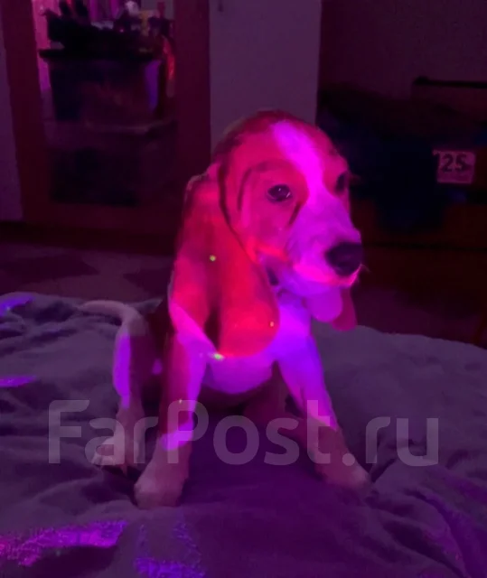 �����. ����