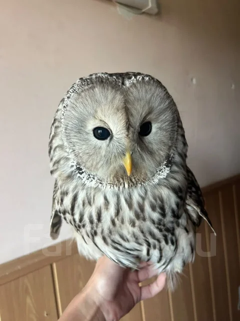 ����. ����