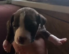 ������������ ��������������� ������. ����