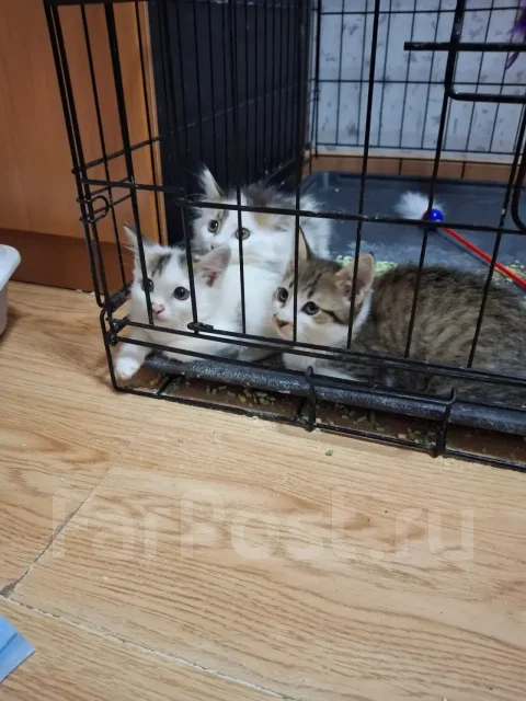 �����. ����