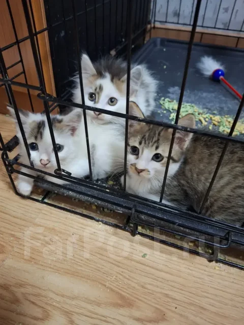 �����. ����