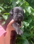 ���� �����. ����