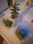 ����� ���������� ������ ����