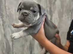 ����� ������������ ��������, ������ � �������� ����