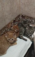 �����. ����