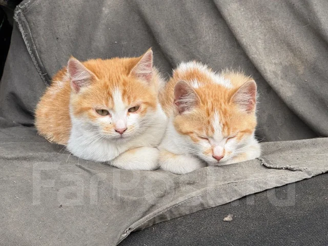�����. ����
