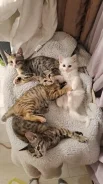 ����������� �����. ����
