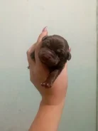 �������� ��������. ����