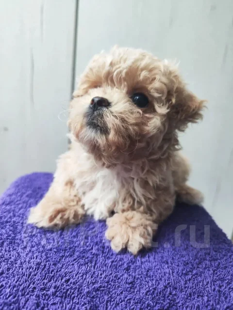 ������� ����� ��������� ������� ����