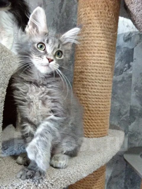 ����-���. ����