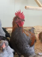 ����. ����