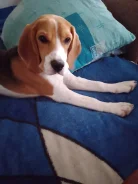 �����. ����