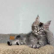 ����-���. ��� ����� �� ���������� ����