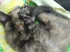 �����. ����