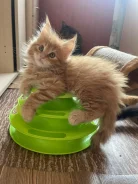 ����-���. ����
