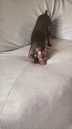 ���-������. ����