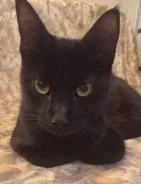 �����. ����