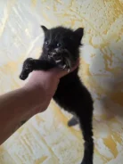 �����. ����