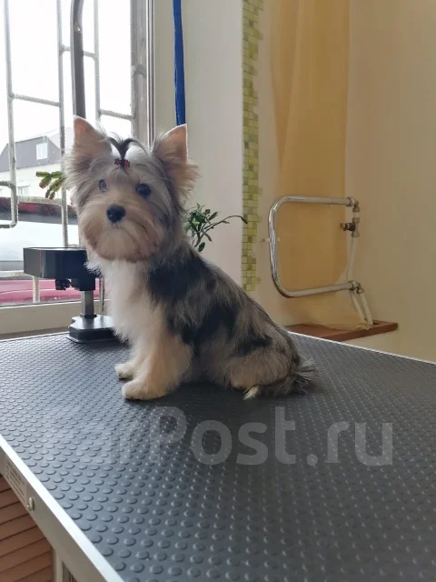 �����. ����