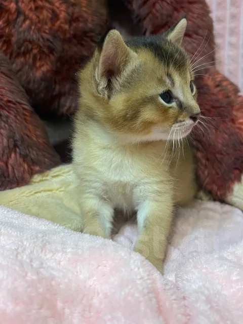 �����. ����