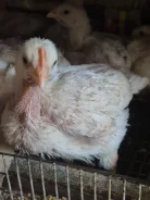 ����. ����