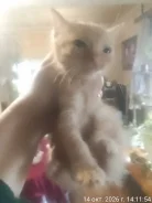 �����. ����