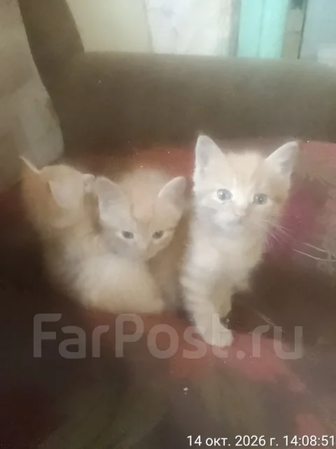 �����. ����