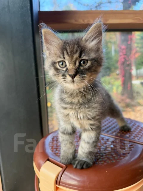 �����. ����