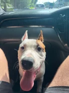 ������������ ��������������� ������. ����