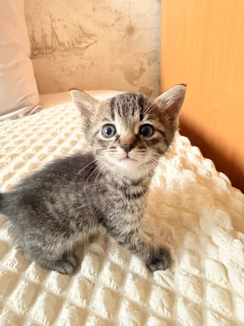 �����. ����