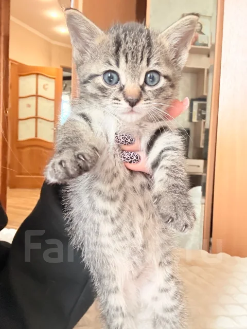 �����. ����