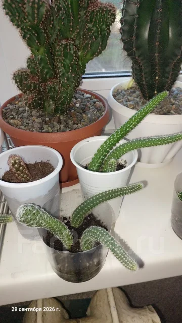 ����� ����� �������. ����