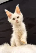 ����-���. ����