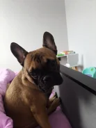 ����������� �������. ����