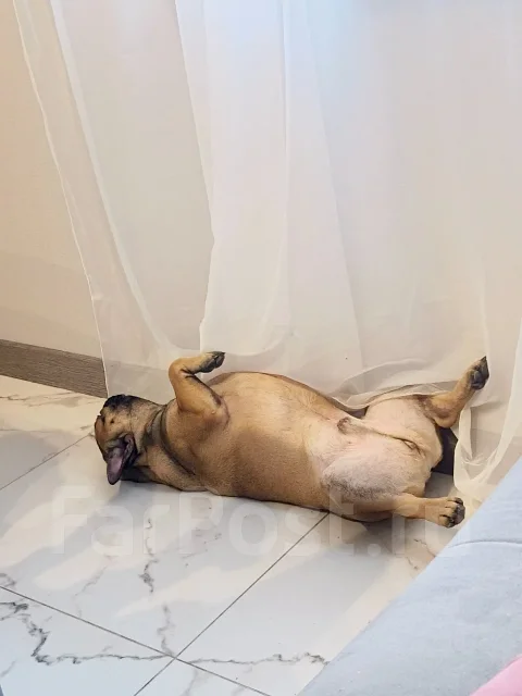 ����������� �������. ����