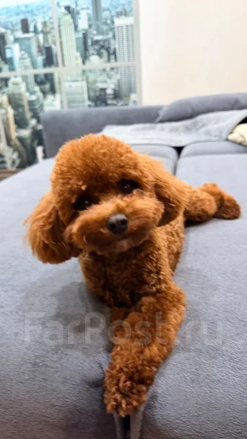 ���������� ������. ����