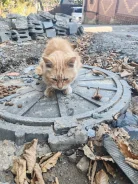 �����. ����