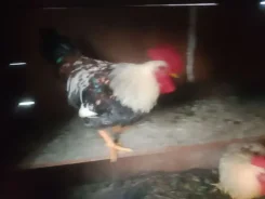 ����. ����