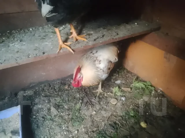 ����. ����