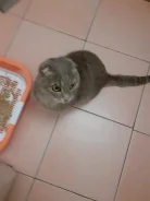 �����. ����