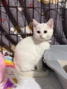 �����. ����