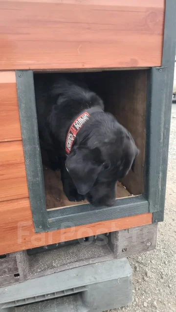 �����. ����