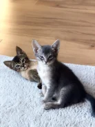 �����. ����