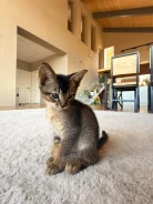 �����. ����
